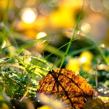 grass, Leaf