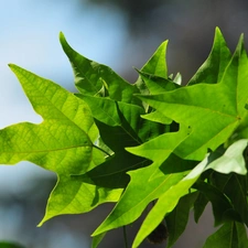 maple, green ones, Leaf