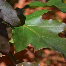 oak, green ones, Leaf