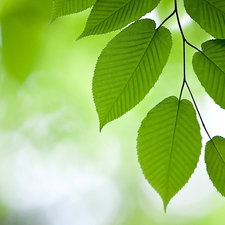 twig, green ones, Leaf