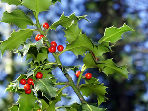 Fruits, Leaf, holly, branch, Bush