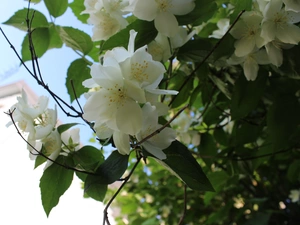Leaf, Flowers, jasmine
