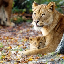 Leaf, Lioness, lion