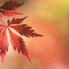 Maple Palm, Red, leaf