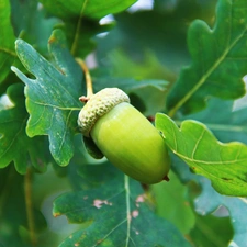 Leaf, acorn, oak