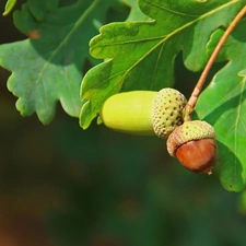 Leaf, Acorns, oak