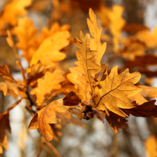 blurry background, rapprochement, Leaf, autumn, oak