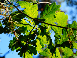 Leaf, trees, oak