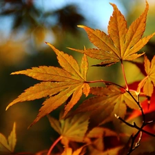 Maple Palm, color, Leaf, autumn