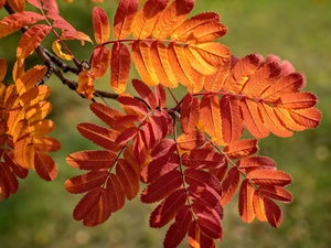Autumn, Leaf, Plant, red head