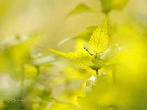 Leaf, nettle, plant