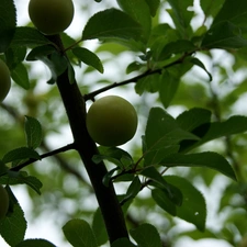 Leaf, trees, plums