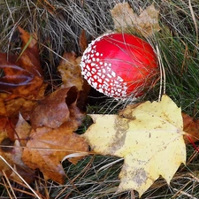 Red, Brown, Leaf, toadstool