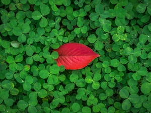 leaf, trefoil, Red
