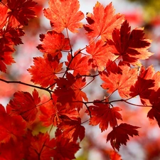 Red, maple, Twigs, Leaf