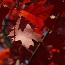 Red, Leaf