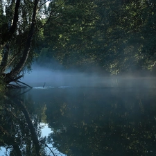 River, birch-tree, Leaf, Fog