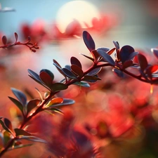 Berberis Thunbergii, Red, Leaf, Bush