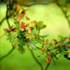 trees, Acorns, Leaf, oak