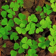 Leaf, Green, trefoil