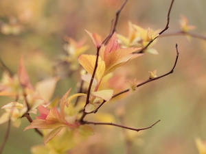 Leaf, Spiraea, Twigs