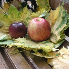 Bench, apples, Leaf, Two cars