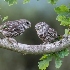 Little Owl, Two, Leaf, oak, branch, Owls