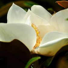 White, Colourfull Flowers, Leaf, Magnolia