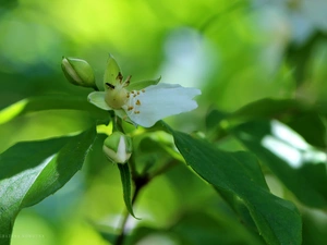 worm, Leaf, White, petal, jasmine