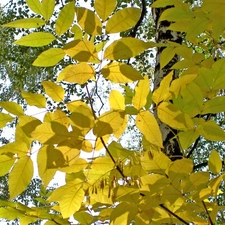 Yellow, Leaf