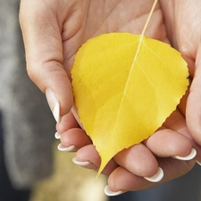 leaf, hands, Yellow