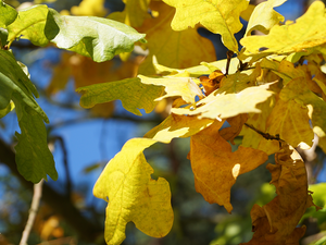 Leaf, oak, Yellow
