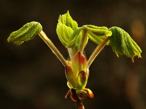 leaves, bud, chestnut