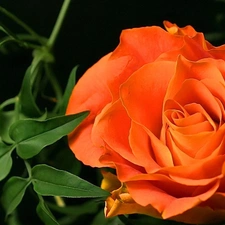 Orange, green ones, leaves, rose