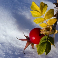 winter, wild Rose, leaves, fruit