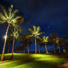 lighting, Palms, Night