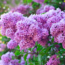 Flowers, lilac