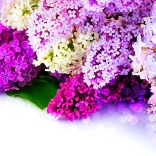 Flowers, lilac