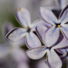 Flowers, lilac