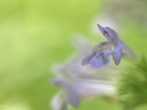 small, Flower, nettle, lilac