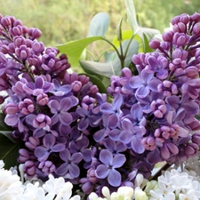 bouquet, Lilacs