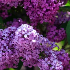 purple, Lilacs