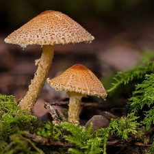 mushrooms, forest, Moss, litter, toadstools, Two cars