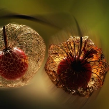 sun, physalis, luminosity, Close, flash, ligh