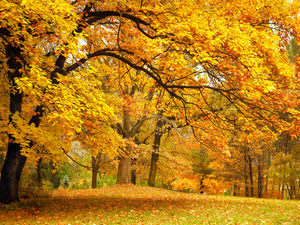 sun, oak, fallen, luminosity, Leaf, autumn, car in the meadow, shadow, flash, ligh