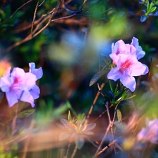 ligh, Flowers, flash, luminosity, sun, rhododendron