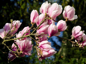 Magnolia, branch, Blossoming