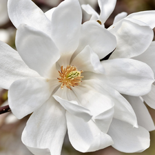 Magnolia, White, Blossoming