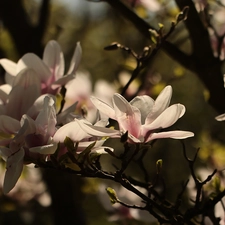 Bush, Pink, Flowers, Magnolia