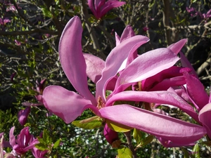 Close, Colourfull Flowers, Magnolia